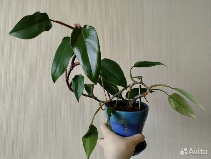 Молочай, фиалка и филодендрон гитаровидный