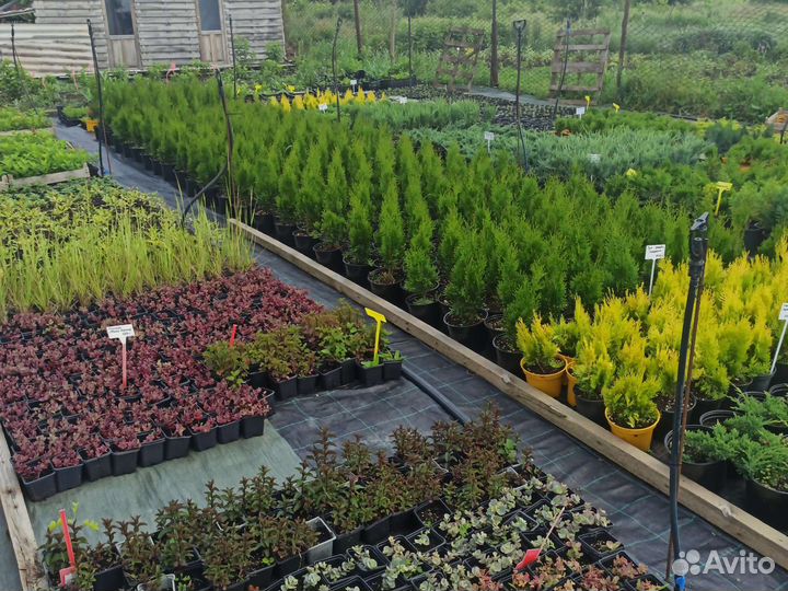 Туя смарагд