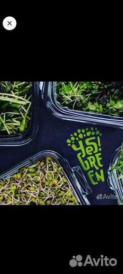 Микрозелень