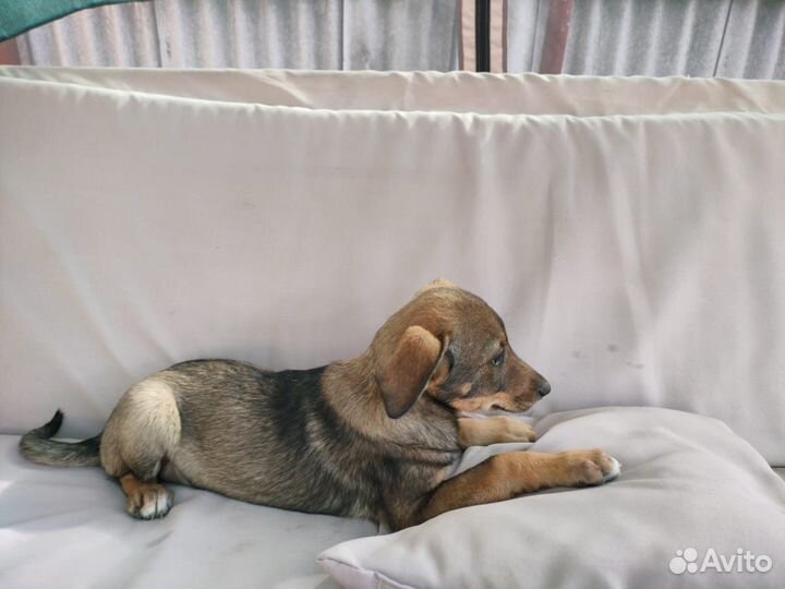 Щенок в добрые руки