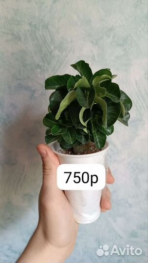 Адениум Арабикум и Барашки