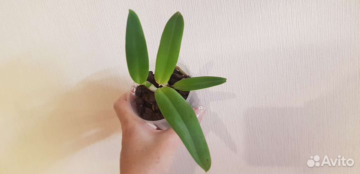 C.(L.) tenebrosa sib