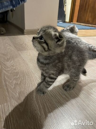 Шотландские вислоухие котята и прямоухие
