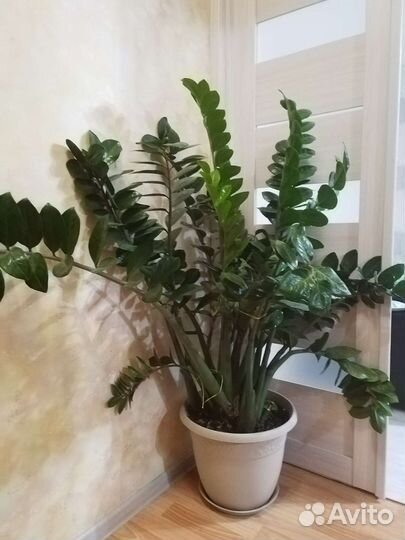 Замиокулькас