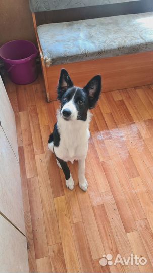 Собаки щенки