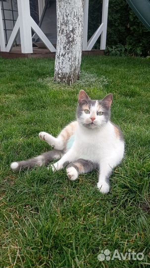 Кошка Соня 1 год