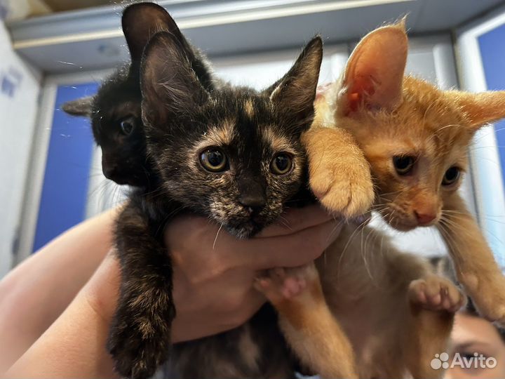 Котята корниш-рекс