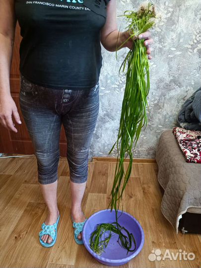 Аквариумное растение