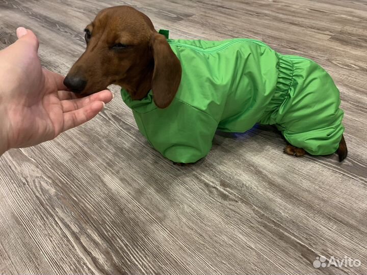 Комбинезон для собаки