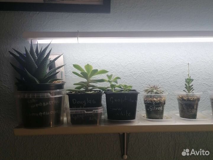 Суккуленты