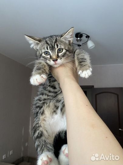 Котята девочки 2 месяца в добрые руки