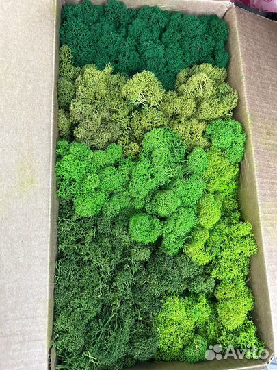 Мох стабилизированный в наличии