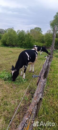 Тёлка стельная