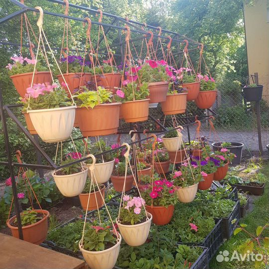 Петуния рассада