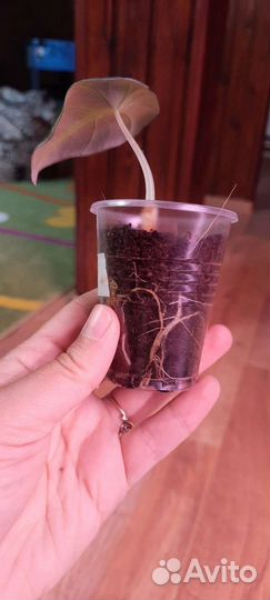 Комнатные растения. Алоказия