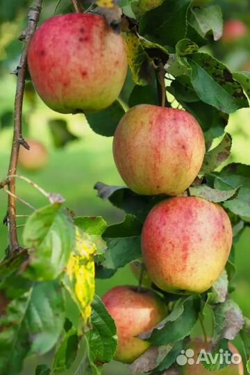 Плодовые деревья и саженцы