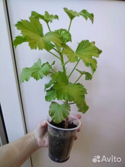 Королевская пеларгония взрослое растение