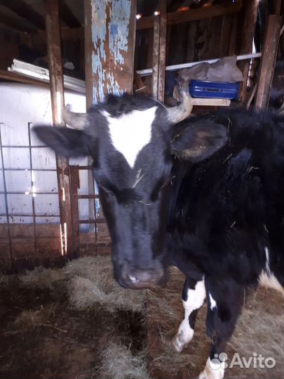 Голштинская нетель