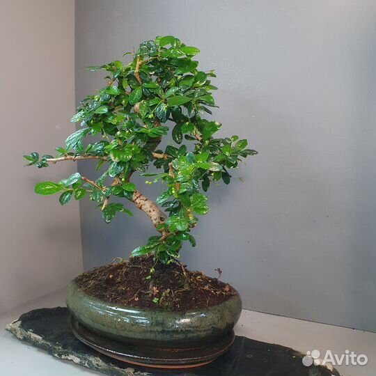 Дерево Бонсай - Кармона 15 лет