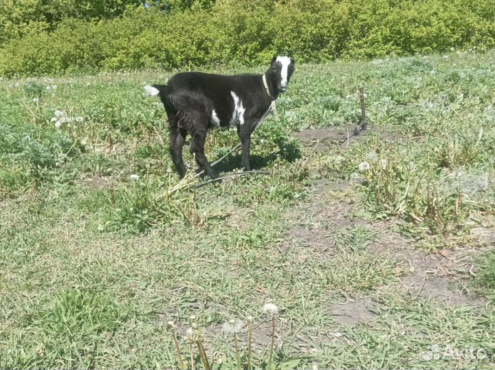 Козлик Ламанча