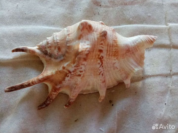 Сувениры и ракушки, Морские камни