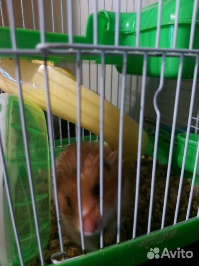 Сирийский хомяк с клеткой