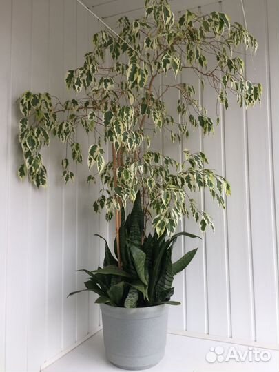 Большое комнатное растение: фикус Бенджамина