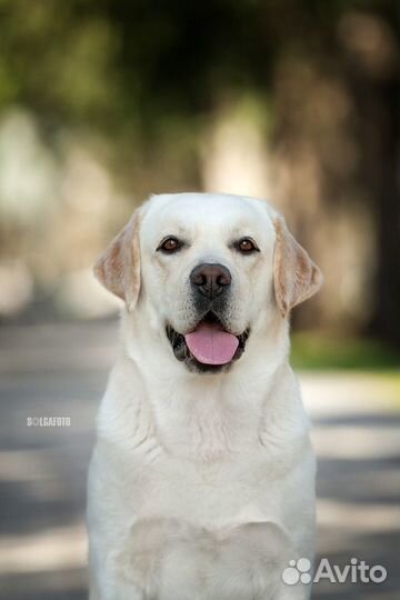 Кобель лабрадора вязка