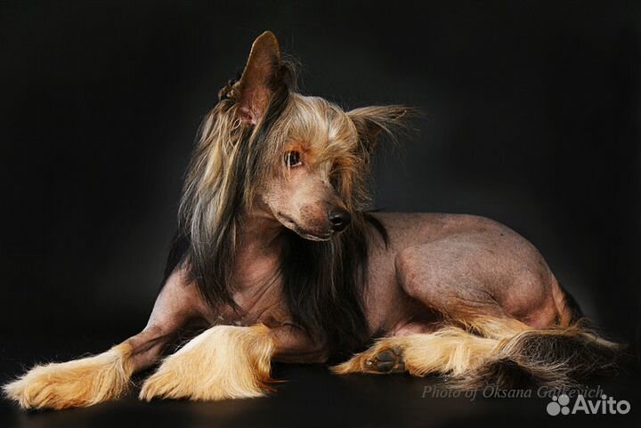 Груминг чистка зубов стрижка животных