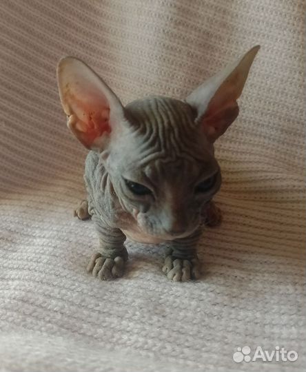 Донской сфинкс котята