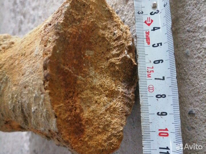 Окаменелости кости