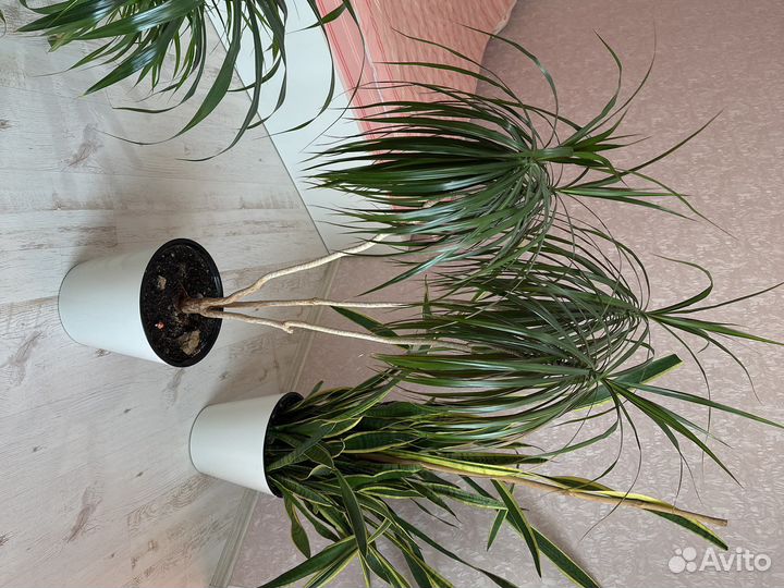 Разные цветы