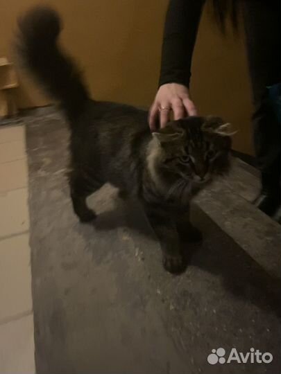 Котенок мейкун