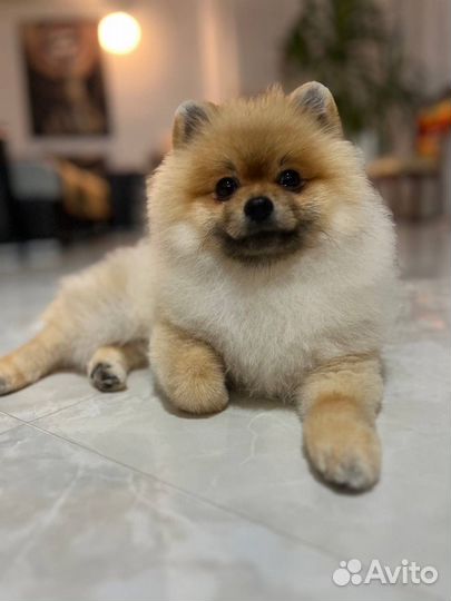 Вязка шпица