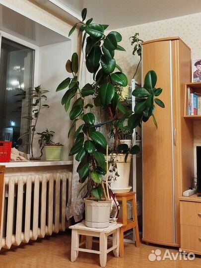 Красивый большой фикус