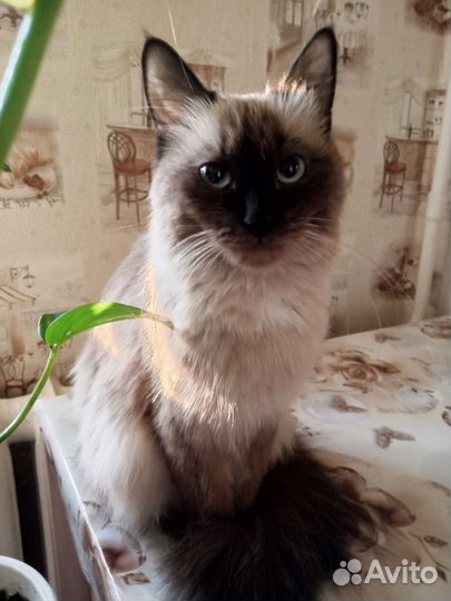 Тайский котик