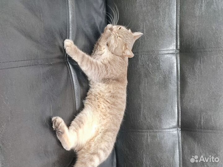 Кот бесплатно