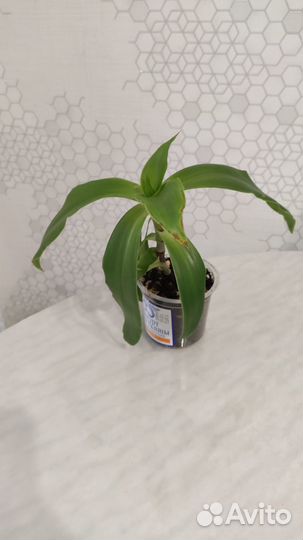 Комнатное лекарственное растение Золотой ус