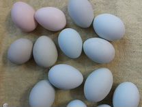 Инкубационное яйцо породистых кур Льюянг