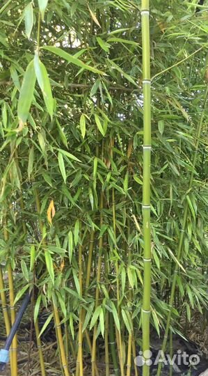 Бамбук, живая изгородь