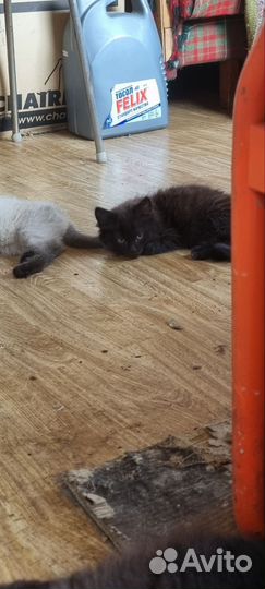 Котята в добрые руки 5 месяцев