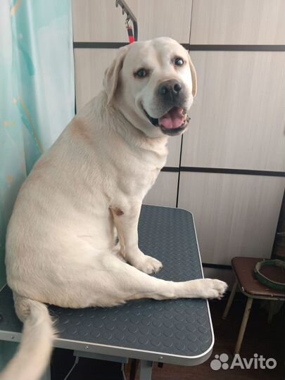 Груминг собак