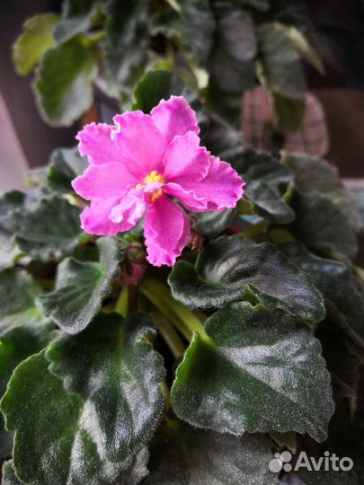 Фиалки детки