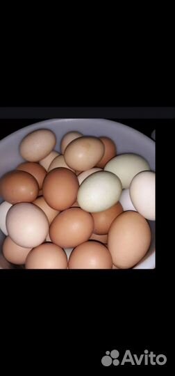 Домашнее яйцо