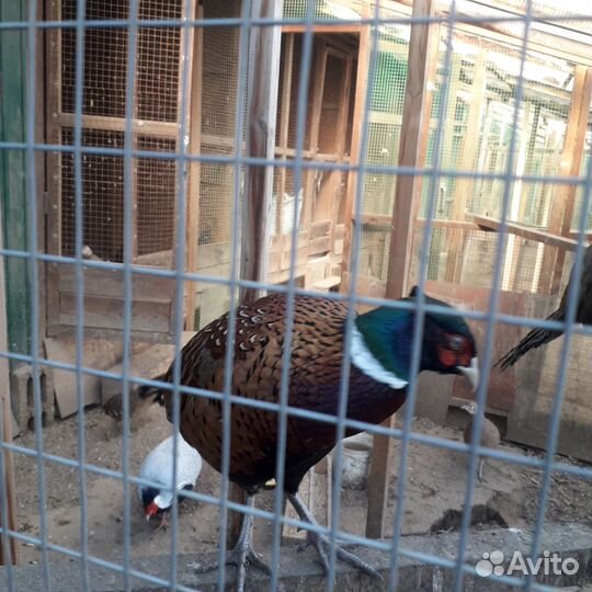 Фазаны инкубационное яйцо серебряные охотничьи