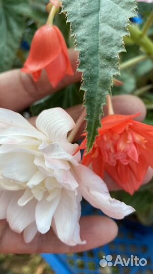 Бегония белекония