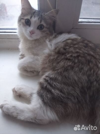 Кошка отдам бесплатно