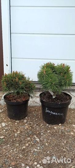 Сосна горная 1(подробности в описании)