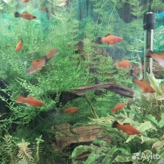 Рыбки меченосцы