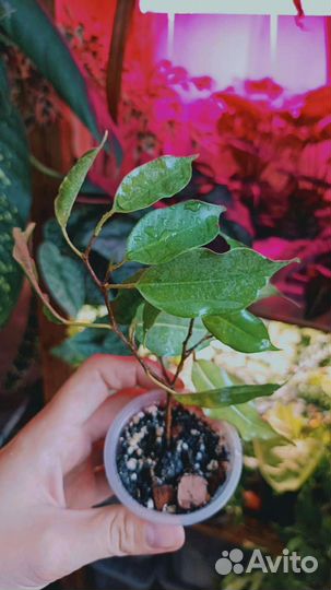 Фикус бенджамина